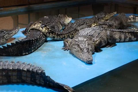 Group of crocodiles resting on blue platform in indoor enclosure Stock Photos