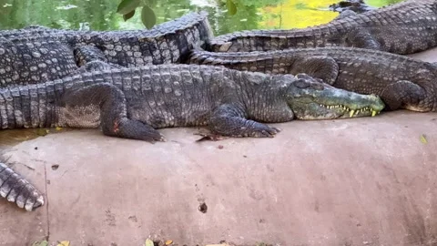 Group Of Crocodiles Resting On Riverbank Stock Footage 329582946