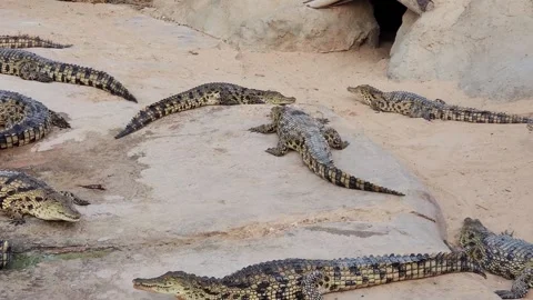 A group of crocodiles resting on a sandy surface in an outdoor enclosure 스톡 동영상 318832984
