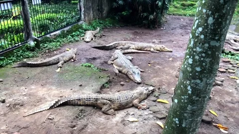 Group of crocodiles resting together on the ground Video stock 333638727