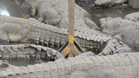 A group of crocodiles rests in a muddy, crowded enclosure. Stock Footage 326774253