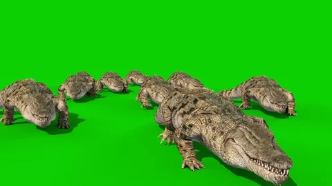 Group of Crocodiles Walks Front Green Stock Video Pond5