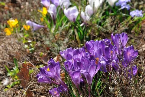 Group of Crocus Stock Photos