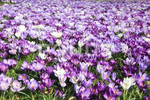 Group of crocuses Stock Photos