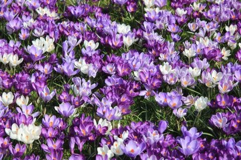 Group of crocuses Stock Photos