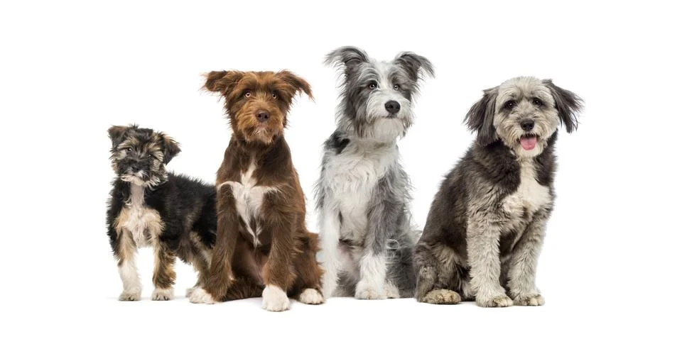 Group of Crossbreed dogs sitting together in a row Stock Photos
