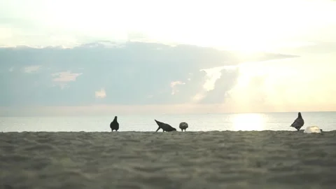 A group of crow finding a food Stock Footage 130912961