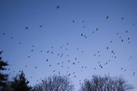 Group of crows against blue sky Stock Photos