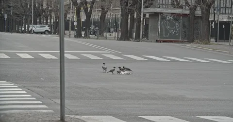 A group of crows eating a dead animal in a crossroad Stock Footage 127545215