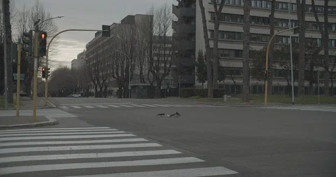 Group of crows eating a dead animal in a crossroad Stock Footage 127785513