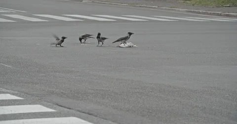 A group of crows eating a dead Seagull in a crossroad Stock Footage 127545759