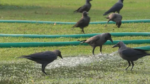 Group of Crows Feeding on Grass Field in Open Park Stock Footage 323099113
