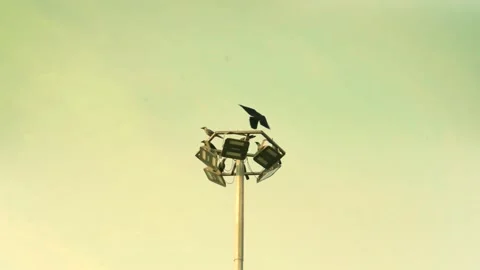 Group of Crows Flying and seating on a Light Pole Stock Footage 221020694