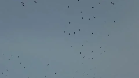 Group of crows flying high in the sky at evening Stock Footage 142473823