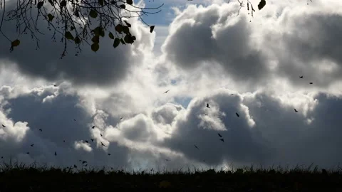 Group of crows flying high in the sky Stock Footage 163246855