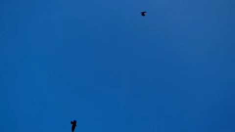 Group of Crows flying hovering against clear blue sky	DSCN6331t Stock Footage 94471183