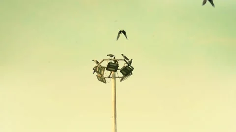 Group of crows Flying off from a light pole Stock Footage 221020661