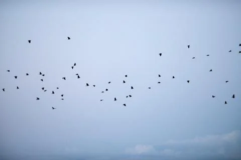 Group of crows flying through the sky at dusk. Geesteren. Achterhoek. Gelderl Stock Photos