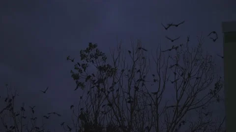 Group of Crows Gathering for Sleeping Spot on a Tree at Dusk, Slowmo Stock Footage 235835226