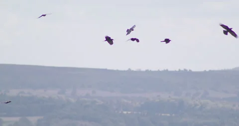 Group of crows gliding and diving in wind Stock-Footage 245510122