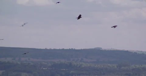 Group of crows gliding in countryside Stock-Footage 245510444