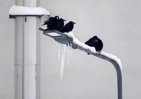 Group of crows on a light pole on a winter day Stockfoto's