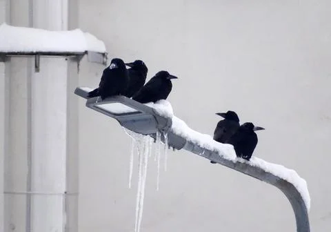 Group of crows on a light pole on a winter day 스톡 사진