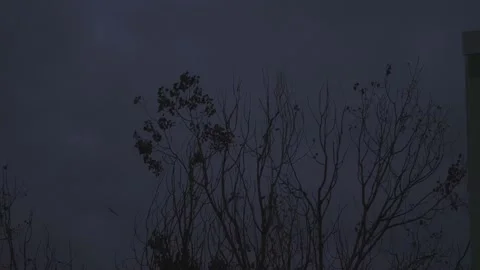 Group of Crows Perching on a Tree and Birds Flying Away at Dusk, Urban Wildlife Stock Footage 235617310