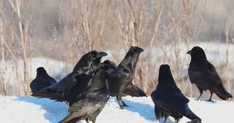 Group of crows in the snow. beautiful black raven Stock Footage 200466009