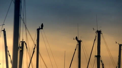 Group of crows staying on yacth poles. Stock Footage 3129881