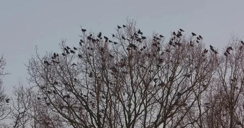 Group of crows swarming, and perched in treetop - medium shot Stock Footage 71218694