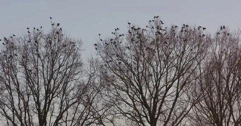 Group of crows swarming, diving, perched in treetop Video stock 71218925