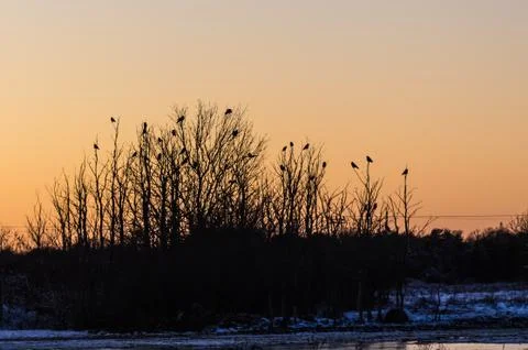 Group with crows in trees by sunset Stock Photos