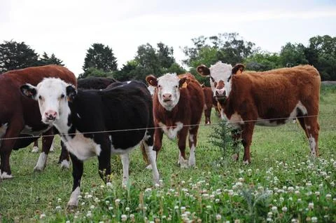 A group of curious cows standing in a lush green pasture on a bright day. Stock-Fotos