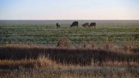 A group of curious cows in summer evening light. A typical rural scene Stock Footage 75070705