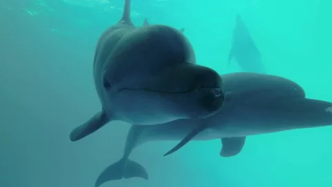Group of curious dolphins peer into the camera. Dolphin Selfie - Extreme close-u Stock Footage 197078820