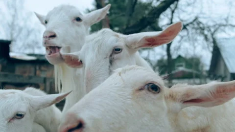 A group of curious goats in the paddock. Stock Footage 151842367