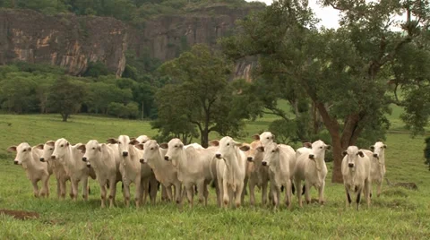 A group of  curious Nelore calves Stock-Footage 38022924