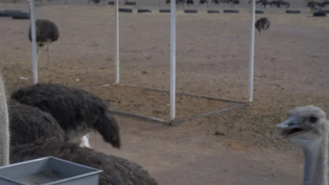 A group of curious ostriches at feeding time Stock Footage 88433735