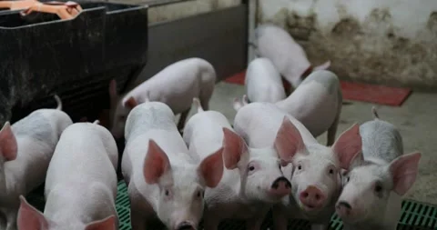 Group of curious piglets in pigpen 스톡 동영상 206751163