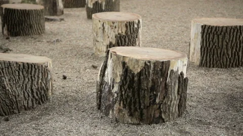 Group of cut trees to sit on Stock Footage 62778039