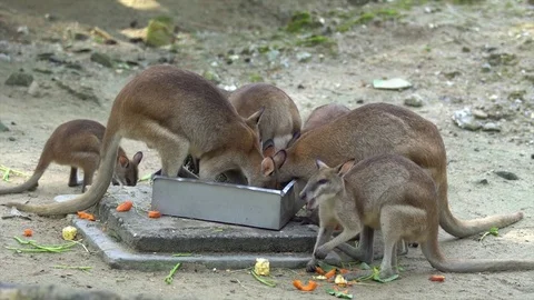 A group of cute and adorable wallabies eating in tray Stock Footage 83513064
