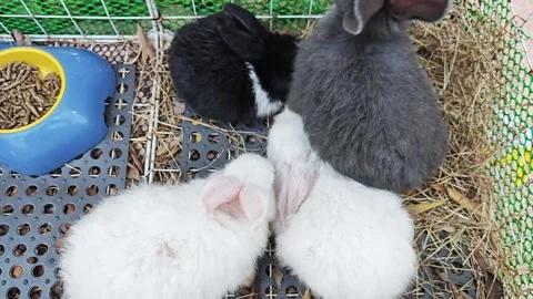 Group of cute baby rabbits of different colors in a cage. Stock Footage 339780872