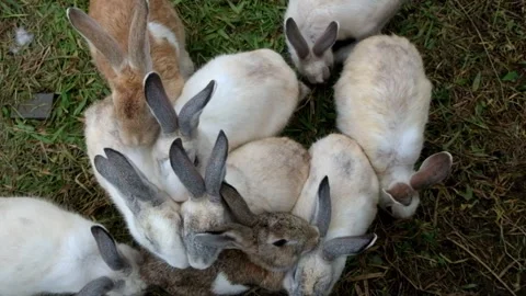 A group of cute bunnies Stock Footage 272479575