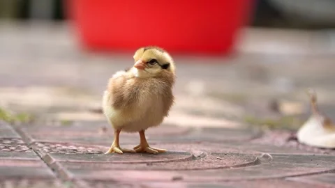 Group Of Cute Chicks Relaxing And Preening On Tiled Floor 4K Stock Footage 322147293