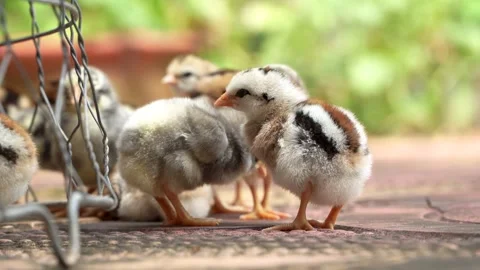Group Of Cute Chicks Relaxing And Preening On Tiled Floor 4K Stock Footage 322147308