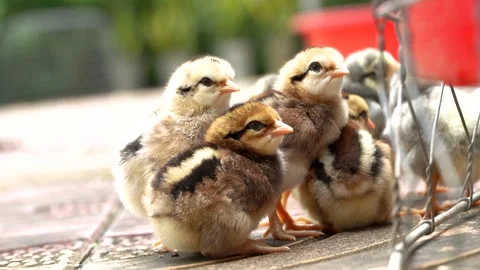 Group Of Cute Chicks Relaxing And Preening On Tiled Floor 4K Stock Footage 322147364