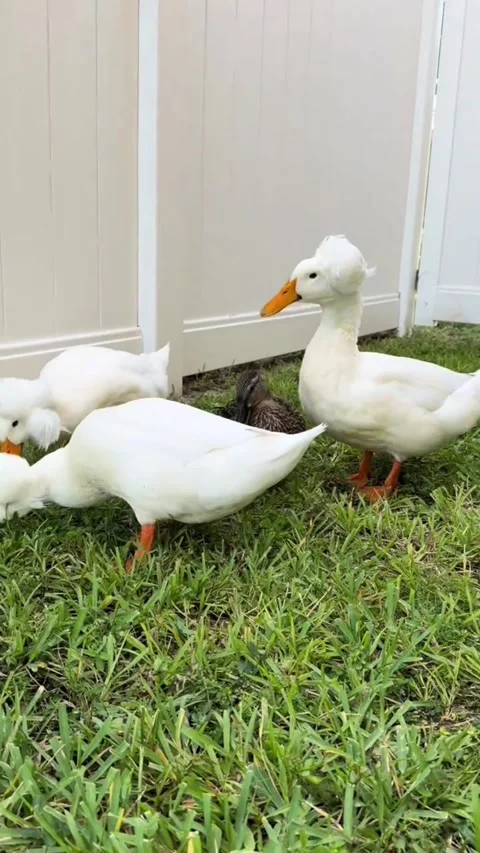Group of cute crested ducks walking on green grass in a backyard Stock-Footage 343920200