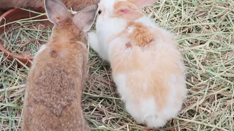 Group of cute domestic rabbits interacting on a hay background. Stock Footage 343094533