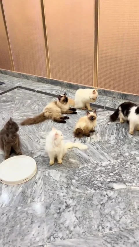 Group of Cute Fluffy Cats Gathering on Marble Floor 動画素材 336828664